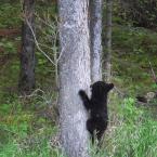 Bear Cubs Climbing the Tree
 / Медвежата на дереве